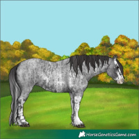 Horse Color:Blue Roan Sabino Splash and Smoky Blue Roan Sabino Splash
