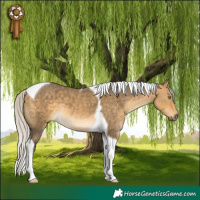 Horse Color:Silver Buckskin Dun Tobiano 