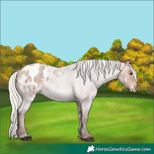 Horse Color:White Spotted Silver Brown Roan Appaloosa 