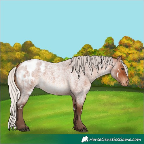 Horse Color:White Spotted Silver Brown Roan Appaloosa 