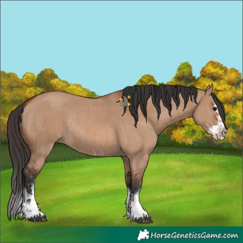 Horse Color:Bay Dun Sabino Rabicano  and Bay Dun Sabino Splash Rabicano 