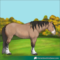Horse Color:Bay Dun Sabino Rabicano  and Bay Dun Sabino Splash Rabicano 