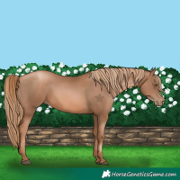 Horse Color:Liver Chestnut Pearl  and Liver Chestnut Pearl 