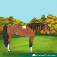 Horse Color:Bay Tobiano 