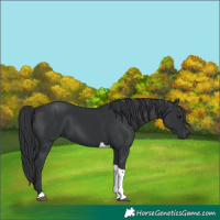 Horse Color:Black Tobiano 