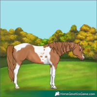 Horse Color:Chestnut Tobiano
