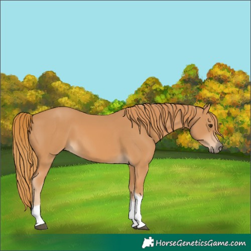 Horse Color:Chestnut Tobiano