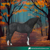 Horse Color:Black Tobiano Rabicano 