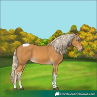Horse Color:Palomino Tobiano 