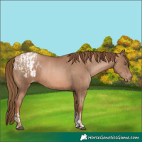 Horse Color:Liver Chestnut Pearl  and Liver Chestnut Pearl Appaloosa 