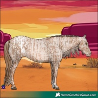 Horse Color:Liver Chestnut Pearl  and Liver Chestnut Pearl Appaloosa 