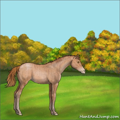 Horse Color:Bay Pearl  and Bay Pearl 