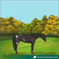 Horse Color:White Spotted Liver Chestnut