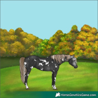 Horse Color:Gray White Spotted Liver Chestnut 
