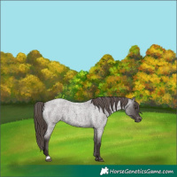 Horse Color:Liver Red Roan Appaloosa 