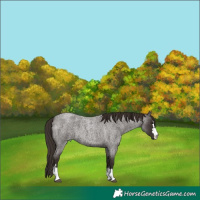 Horse Color:Liver Red Roan 
