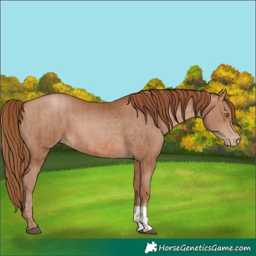 Horse Color:Brown Pearl and Brown Pearl