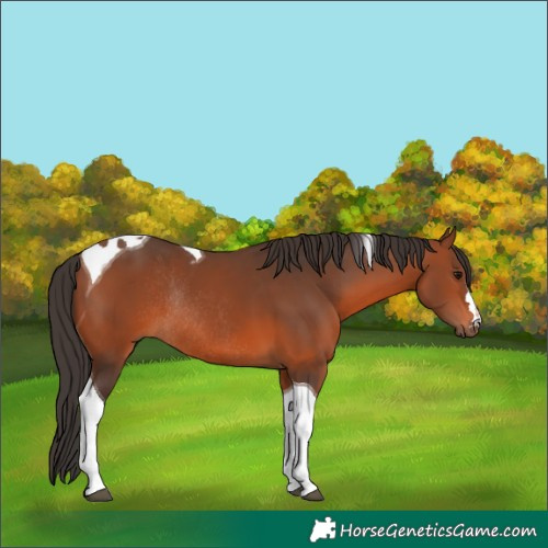 Horse Color:Bay Tobiano Rabicano 
