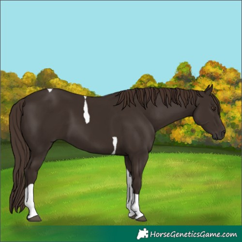 Horse Color:Liver Chestnut Tobiano 