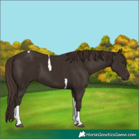 Horse Color:Liver Chestnut Tobiano 