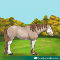 Horse Color:Grullo Pearl  and Grullo Pearl Splash 