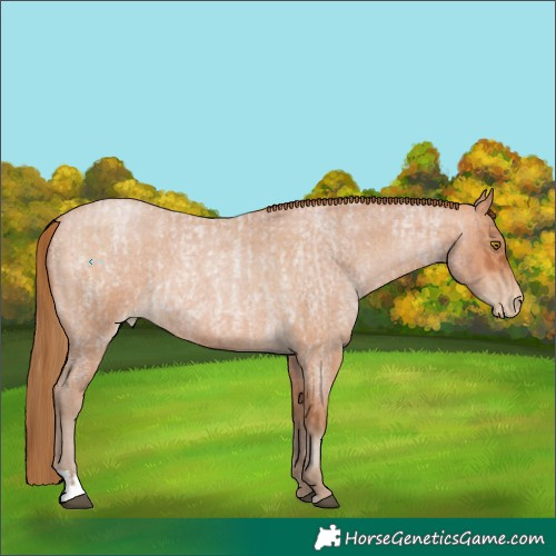 Horse Color:Bay Roan Pearl and Bay Roan Pearl