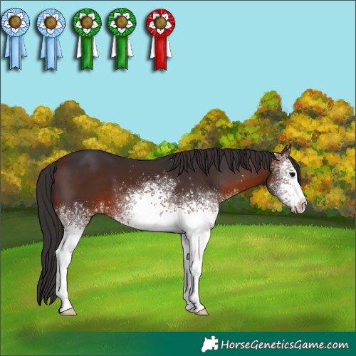 Horse Color:White Spotted Brown 