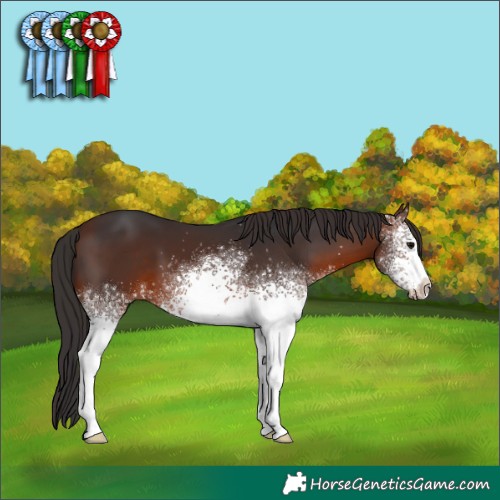 Horse Color:White Spotted Brown 
