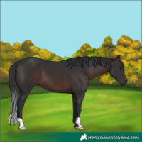 Horse Color:Brown 