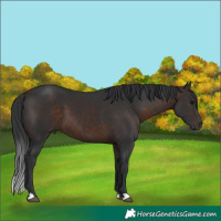 Horse Color:Brown 