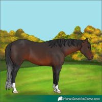 Horse Color:Brown 