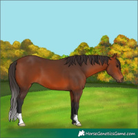 Horse Color:Bay 