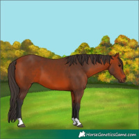Horse Color:Bay 