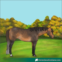 Horse Color:Buckskin 