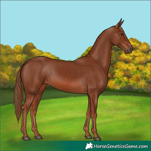 Horse Color:Chestnut 