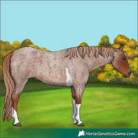 Horse Color:Red Roan Tobiano