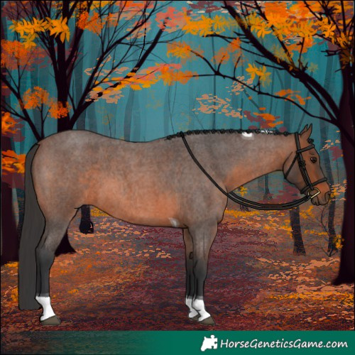 Horse Color:Brown Roan Tobiano