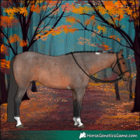 Horse Color:Brown Roan Tobiano 