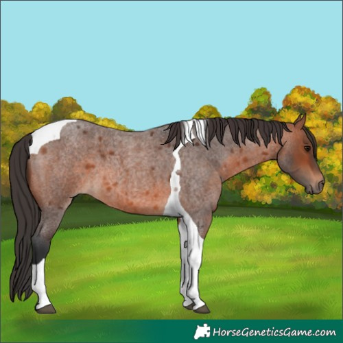 Horse Color:Bay Roan Tobiano