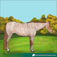 Horse Color:Brown Roan Pearl  and Brown Roan Pearl 