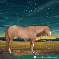 Horse Color:Bay Pearl  and Brown Pearl 