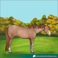 Horse Color:Bay Pearl and Brown Pearl