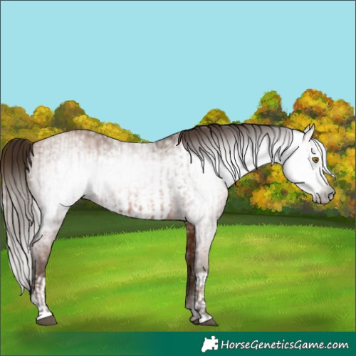 Horse Color:Gray Bay Pearl  and Gray Bay Pearl Frame 