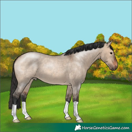 Horse Color:Brown Roan Dun 