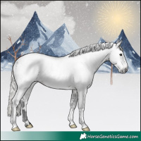 Horse Color:Gray White Spotted Silver Smoky Black Appaloosa 