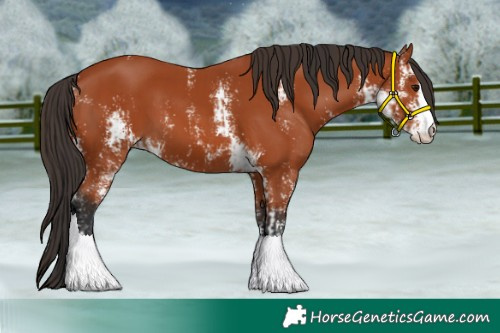Horse Color:Bay Sabino and Bay Sabino