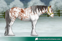 Horse Color:Bay Sabino  and Bay Sabino 