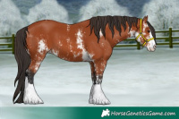 Horse Color:Bay Sabino and Bay Sabino