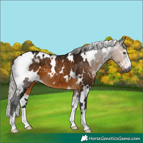 Horse Color:Gray White Spotted Silver Buckskin