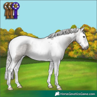Horse Color:Gray Silver Grullo Splash Tobiano Appaloosa 